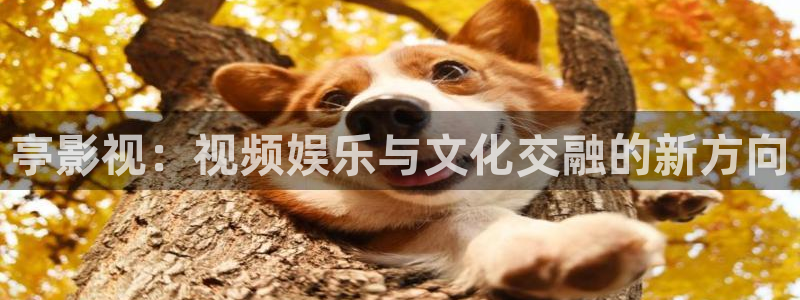 泡泡影视影视
